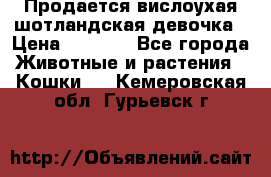 Продается вислоухая шотландская девочка › Цена ­ 8 500 - Все города Животные и растения » Кошки   . Кемеровская обл.,Гурьевск г.